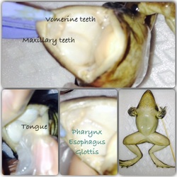 difference between maxillary vomerine teeth